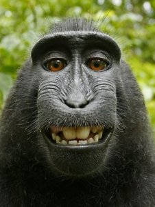 ape.jpg