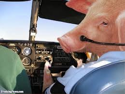 pigs fly.jpg