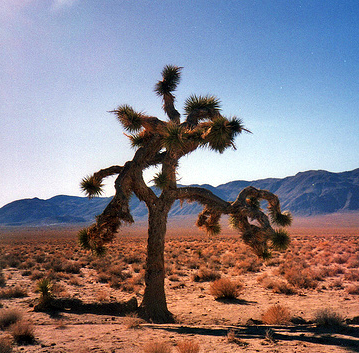 00.Joshuatree.JPG