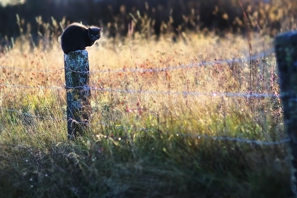 0223-cat-ulf-greger-5d-zeiss.jpg