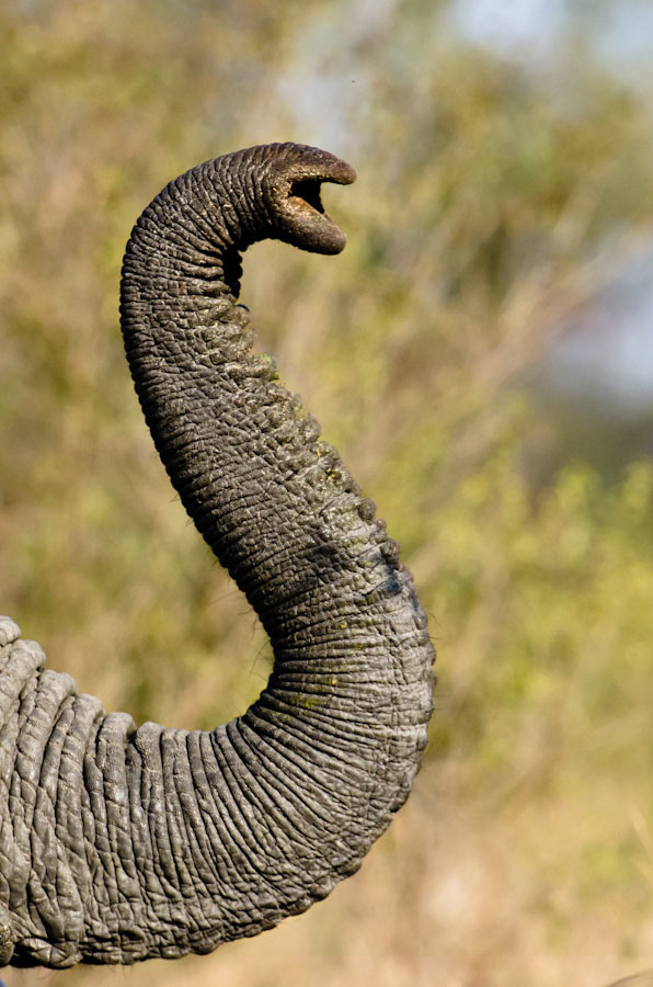 07Aug2012---Elephant-trunk.jpg