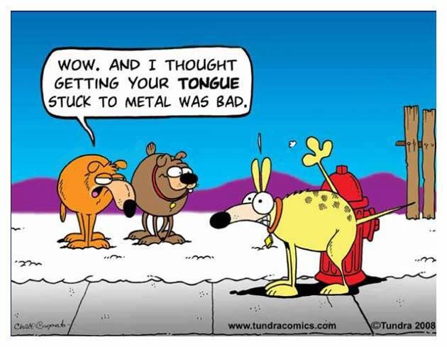 08d4704bcd2d30ef9529d5eaba9f44f2--funny-dog-pictures-dog-humor.jpg