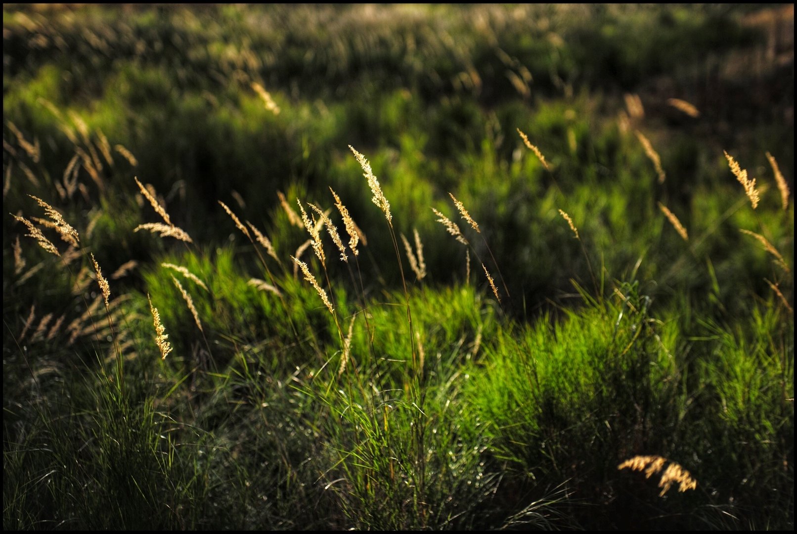 1D08B895-96D2-4B81-85C6-1F27DDDA8D03.jpeg