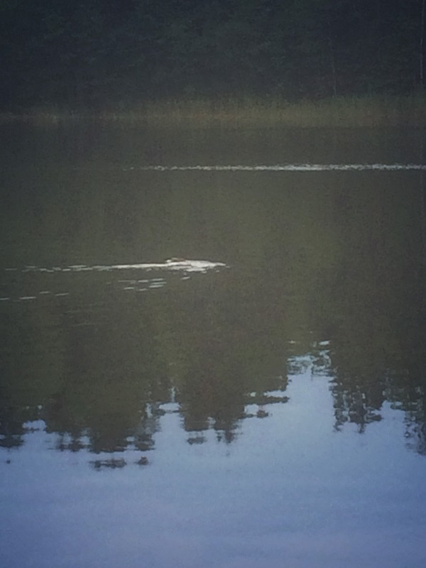 20150804_174508121_iOS.jpeg