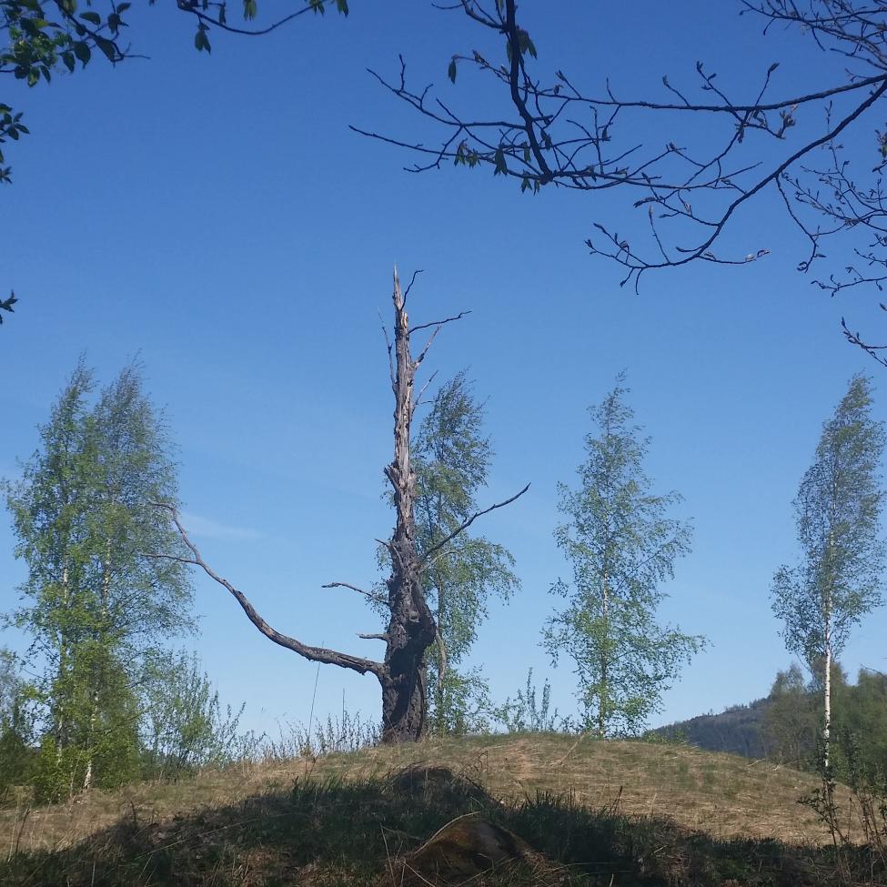 20160516_120552.jpg