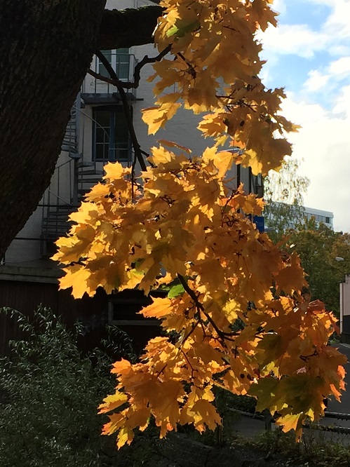 20161008_095159843_iOS.jpg