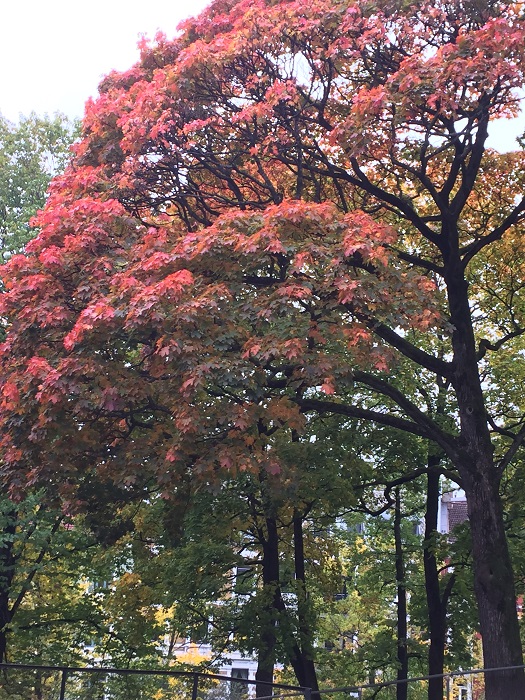20161014_114752459_iOS.jpg