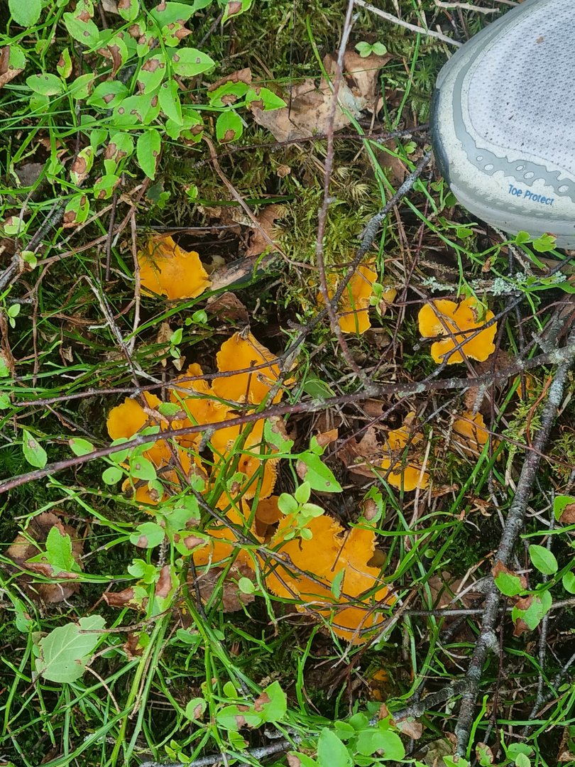 20250715_115454.jpg
