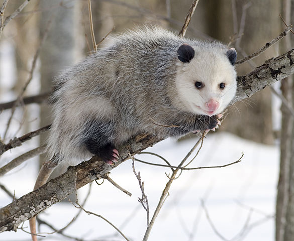 585px-Opossum_2.jpg