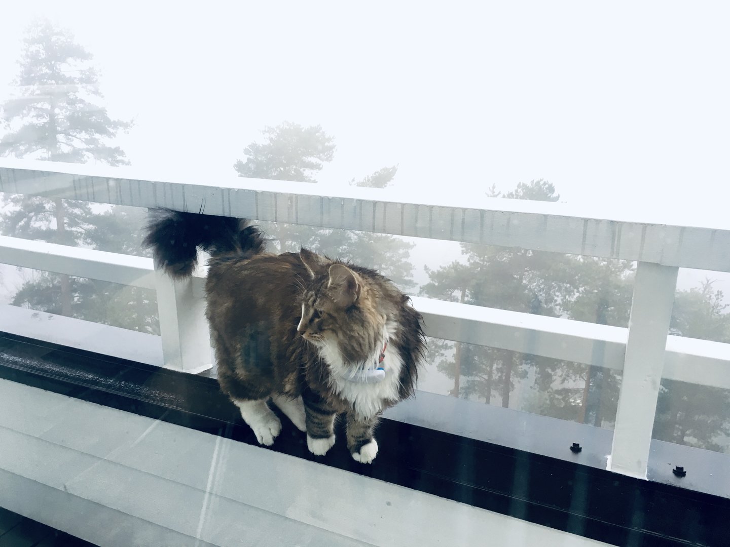 7D306B81-3265-4776-AA46-3C21F52C3291.jpeg