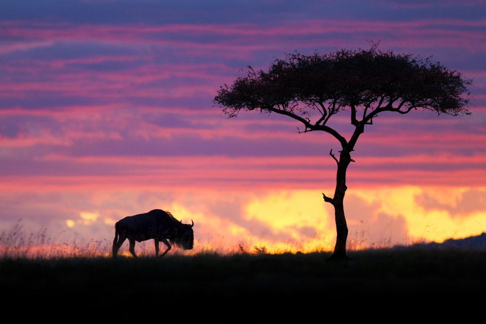 9f5d9c0cf230d78ba13280ea54a2e9c8-masai-mara-national-reserve.jpg