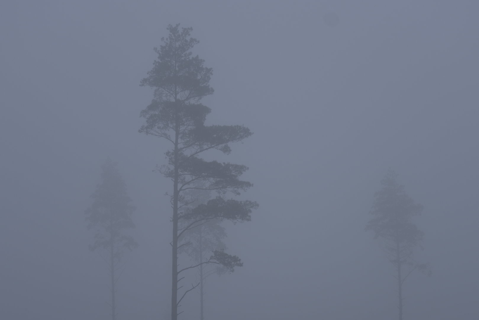 _DSC3004.JPG