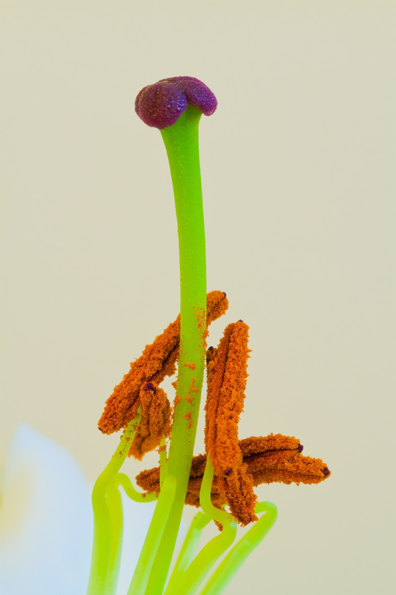 _MG_7346_1200.jpg