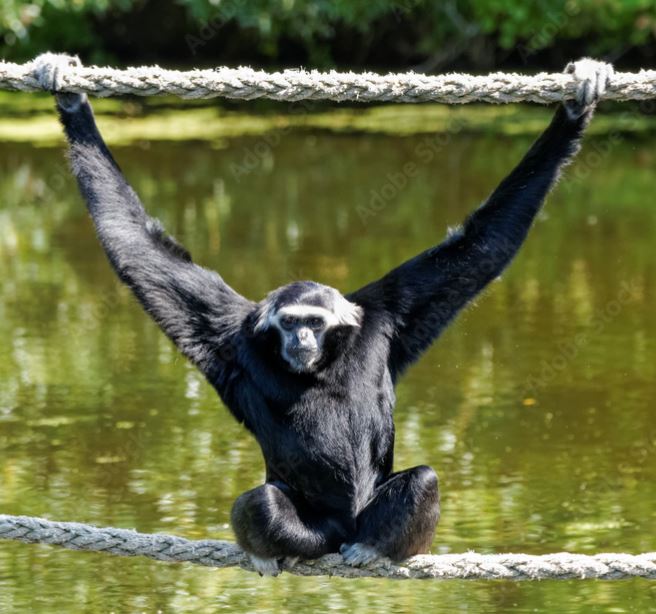 apehanger.JPG