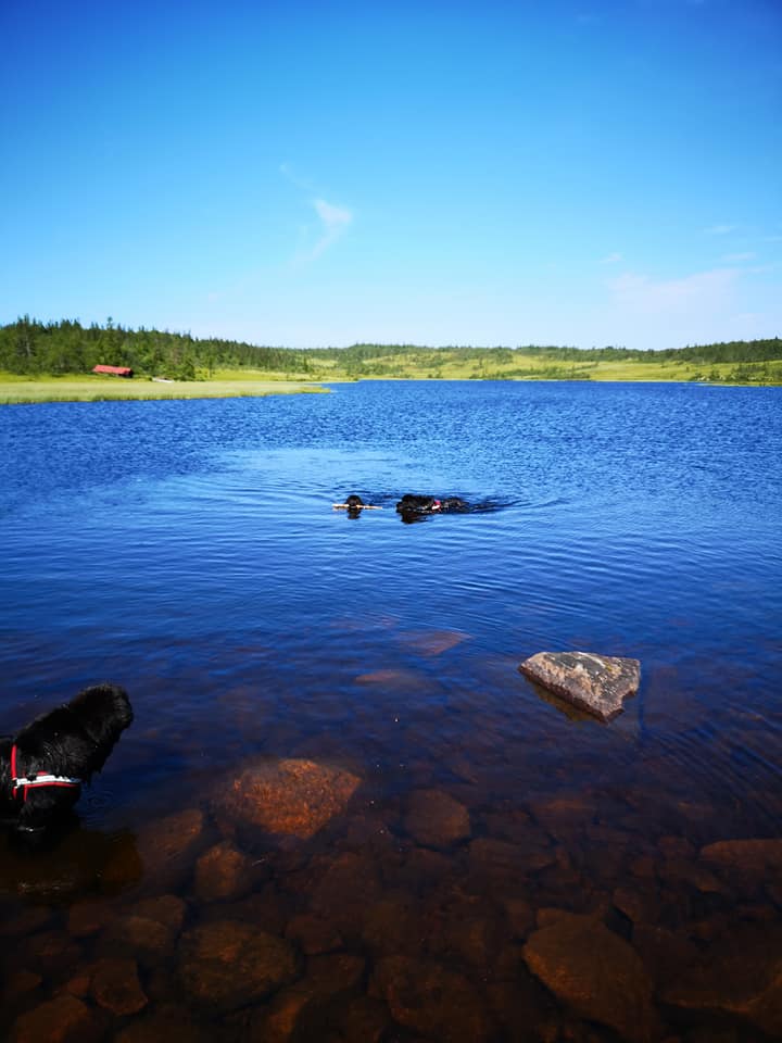 bittermarka  nuffer i vann.jpg