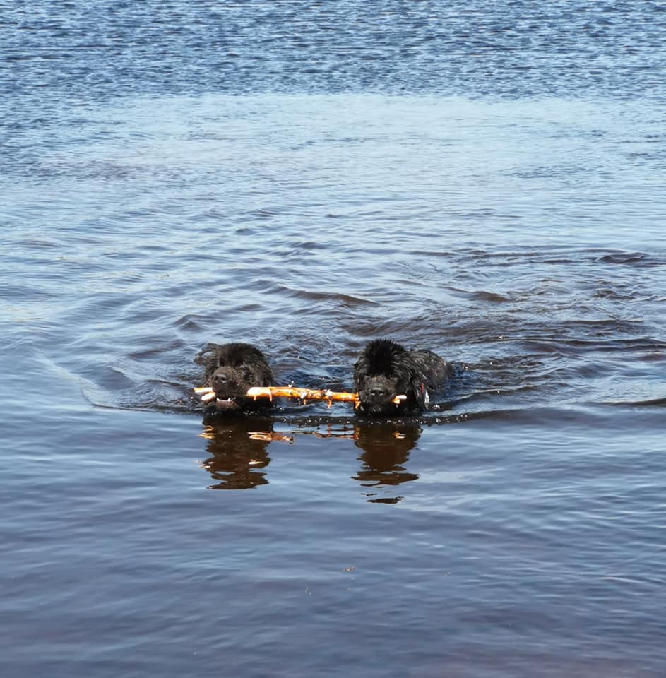 bittermarka tandem nuffer i vann.jpg