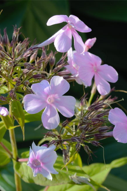 blomster-1.PNG