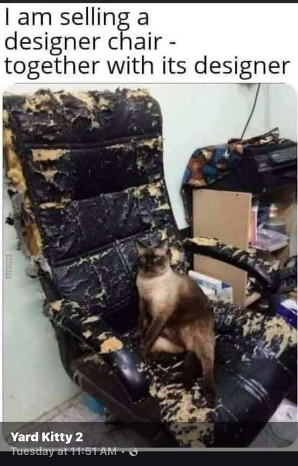 Cat Designer.jpg