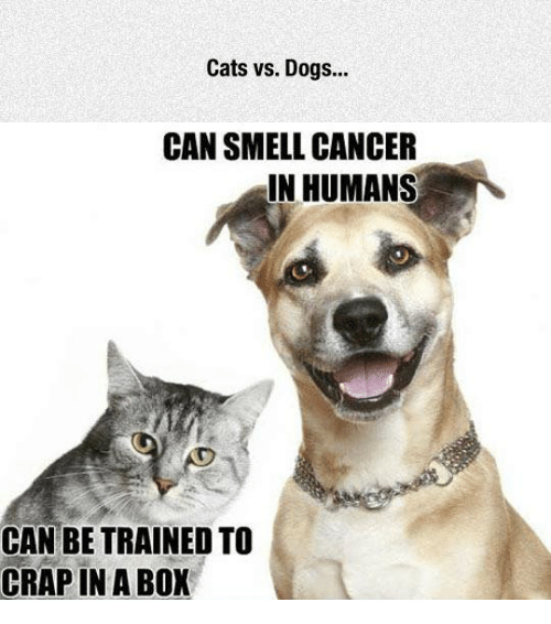 cats-vs-dogs-can-smell-cancer-in-humans-can-be-27382703.png