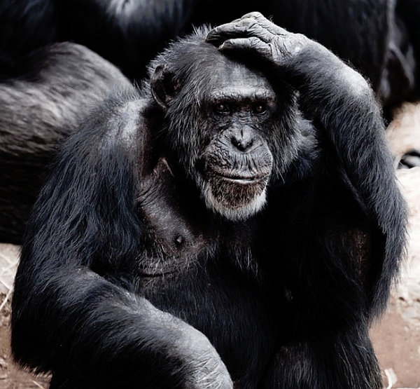 chimp-think.jpg
