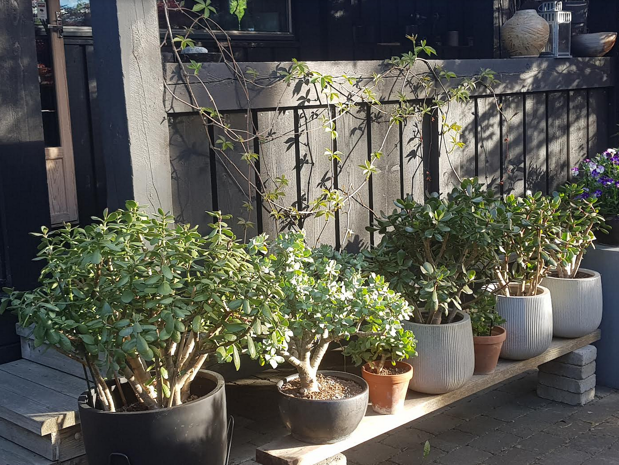 Crassula Ovata 01.png