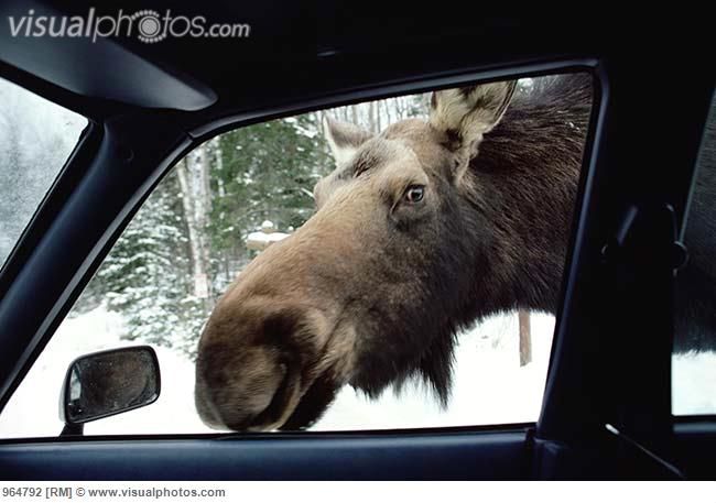 d5255e5d0a51e6e43d456d7eea9883b4--moose-wild-animals.jpg