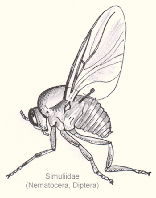 Dip-nem-simuliidae-sp.gif