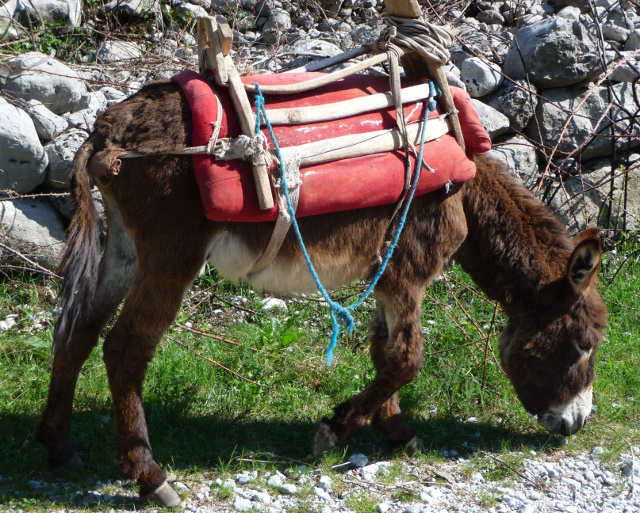 donkey.jpeg