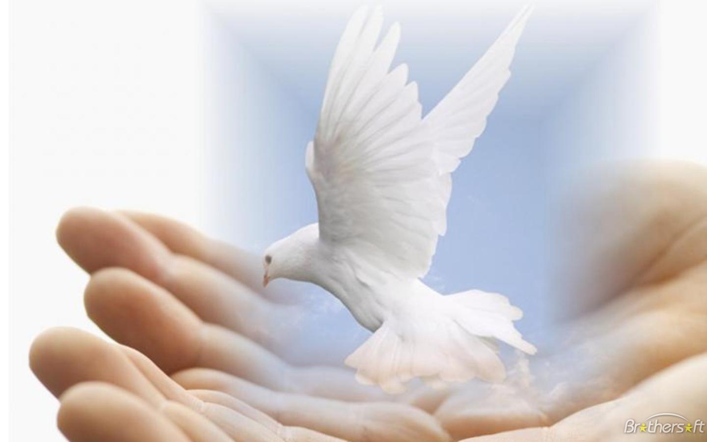 Dove-of-Peace-peace-and-love-revolution-club-25246250-1440-900.jpeg