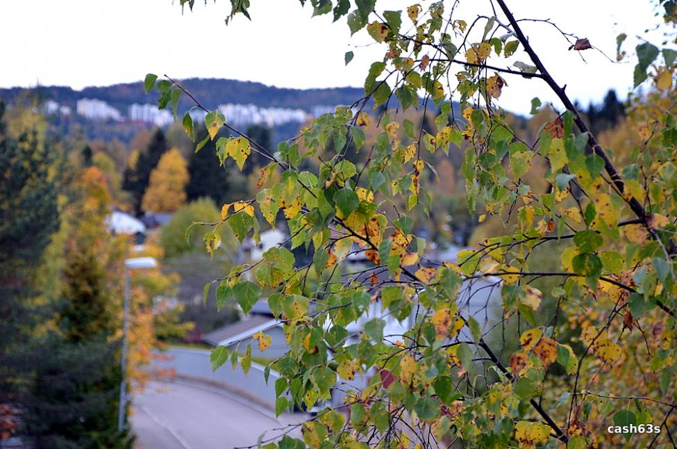 DSC_0238.jpg