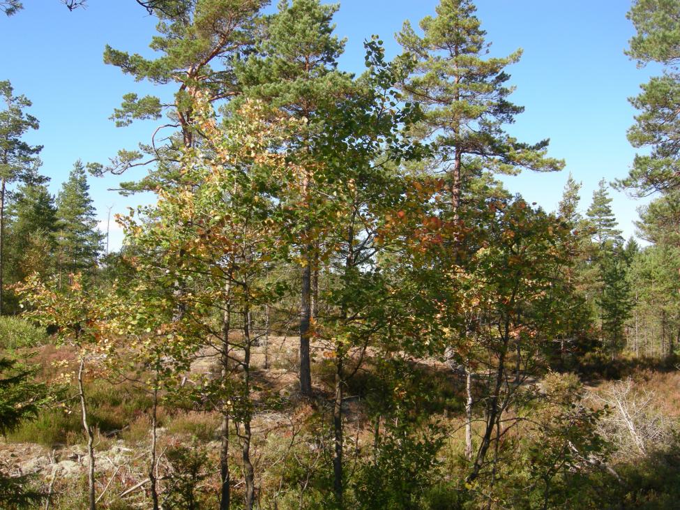 DSCN4900.jpg