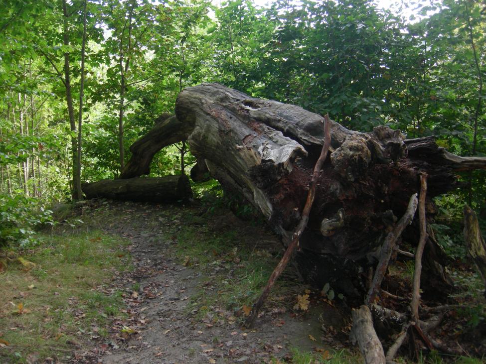 DSCN4911.jpg