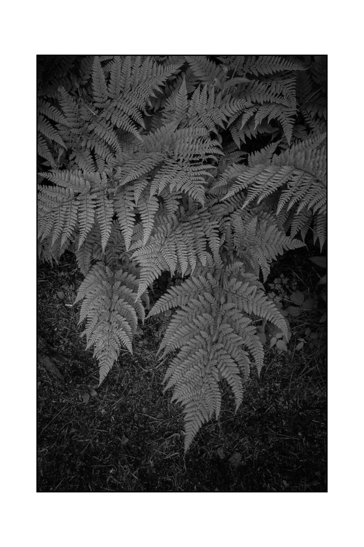 ferns_insta.jpg