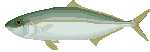 fishyy.gif