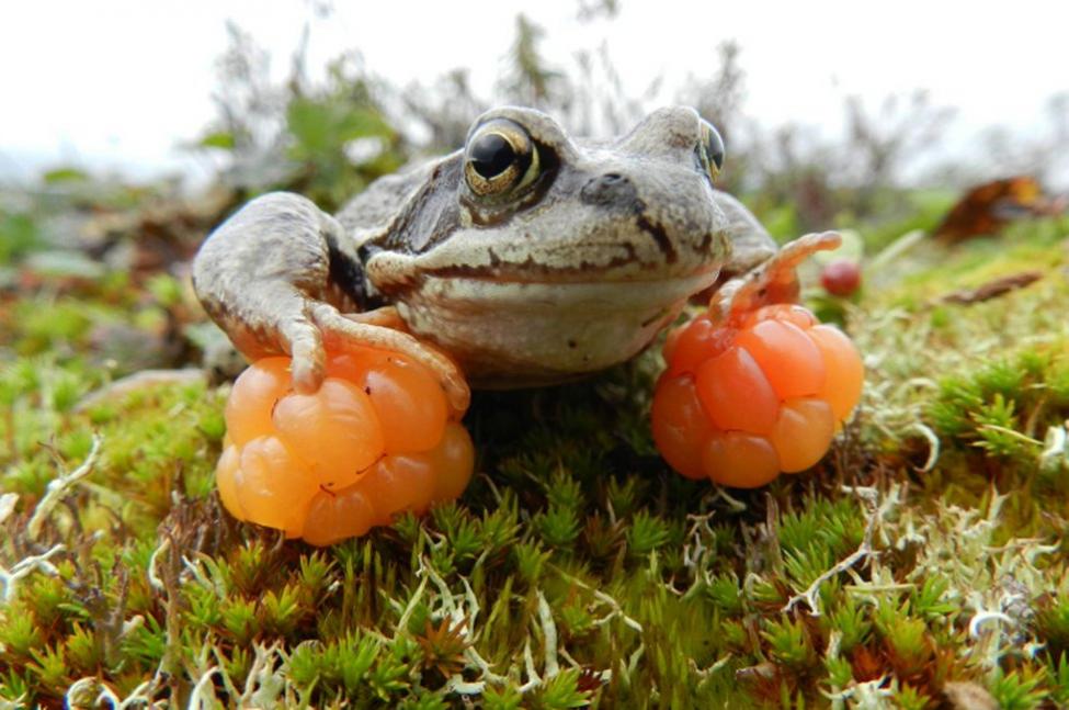 frosk_nett_4491503a.jpg