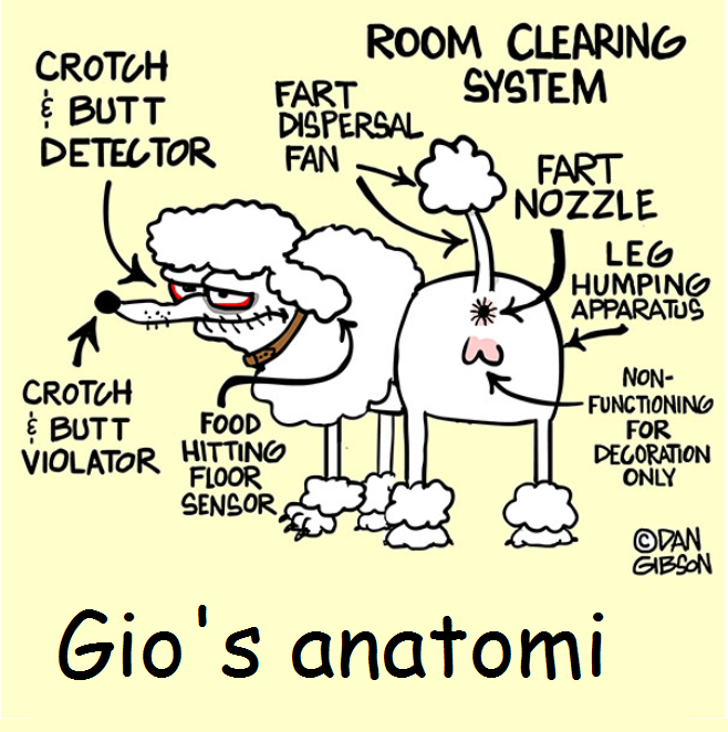 gios anatomi.png