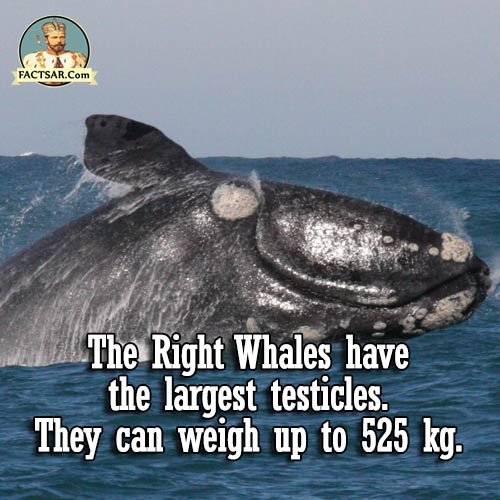 gzbyjright_whale_testicle_fact.jpg