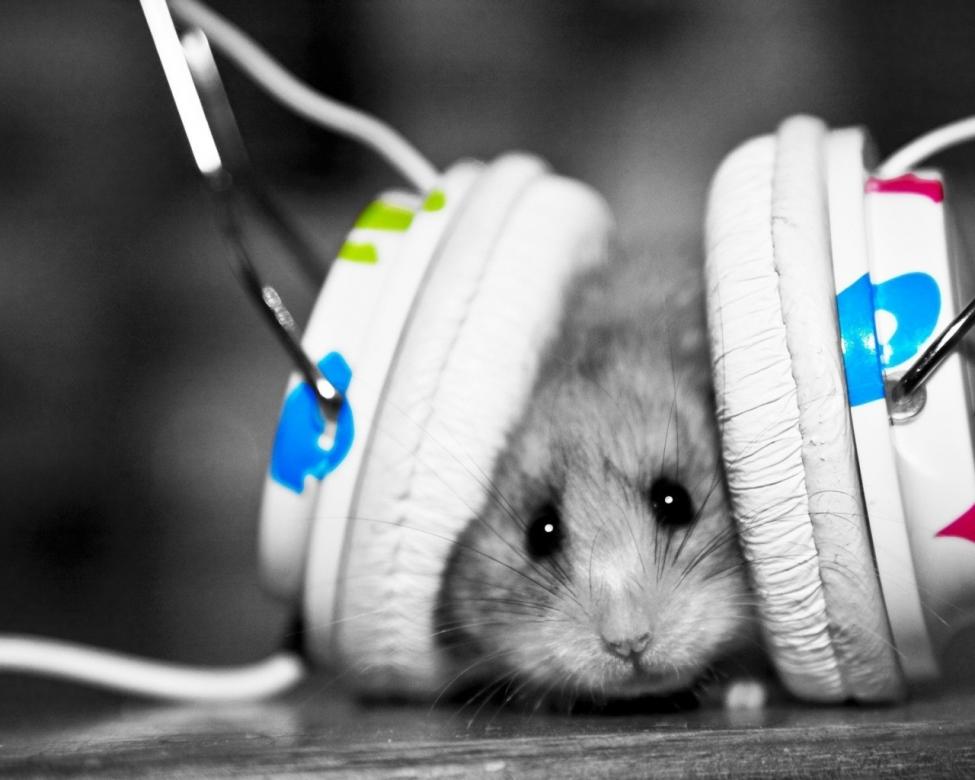 headphones_music_animals_hamsters_selective_coloring_1920x1200_wallpaper_Wallpaper_1280x1024_www.jpg