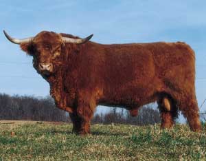 Highland-bull.jpg