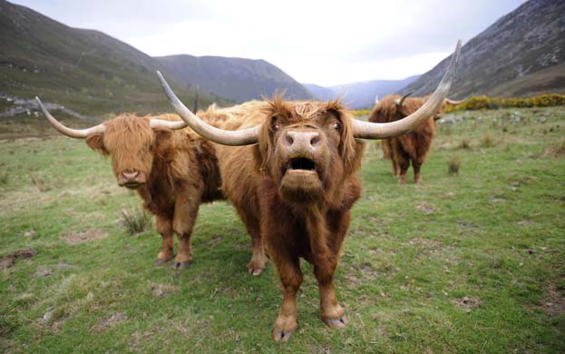 highland_cattle.jpg