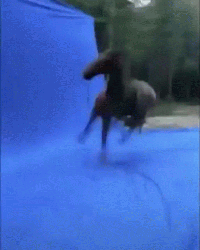 horse.gif