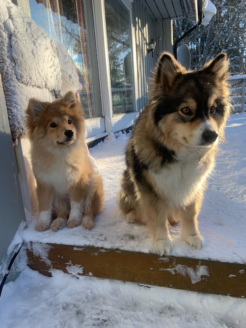 hundeidyll_2.jpeg