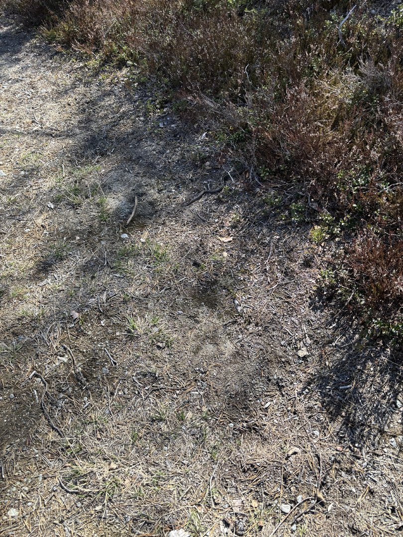 IMG_0253.jpeg