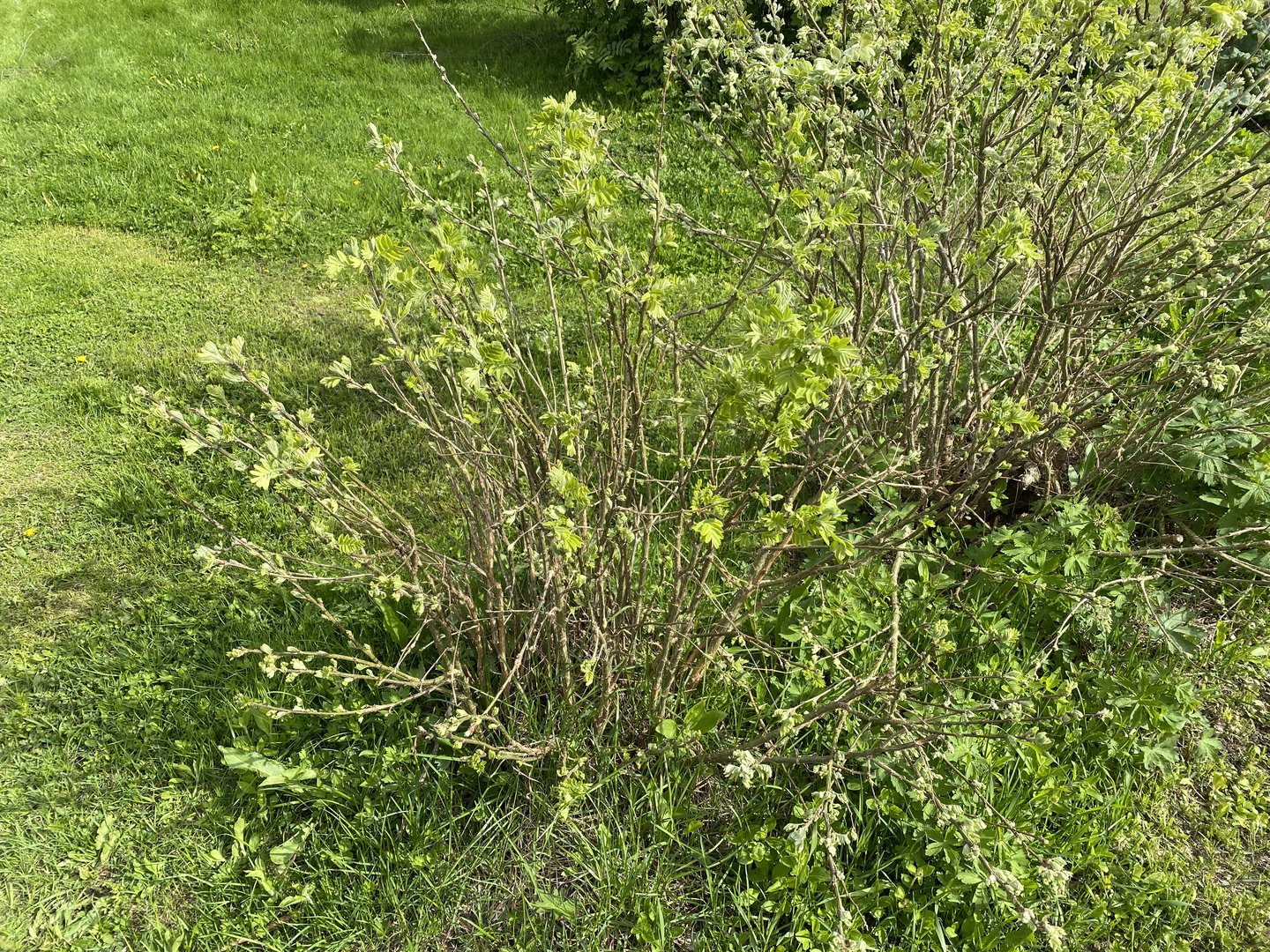 IMG_1145.jpeg