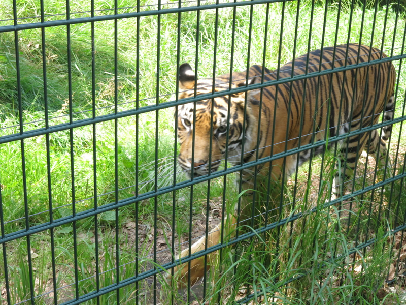 IMG_1661.JPG