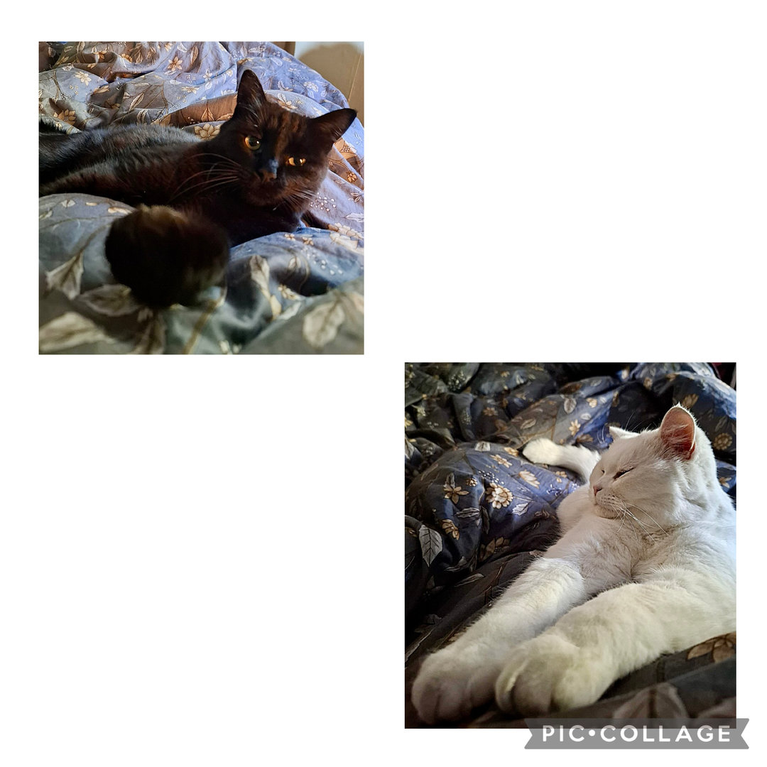 IMG_1856.jpeg