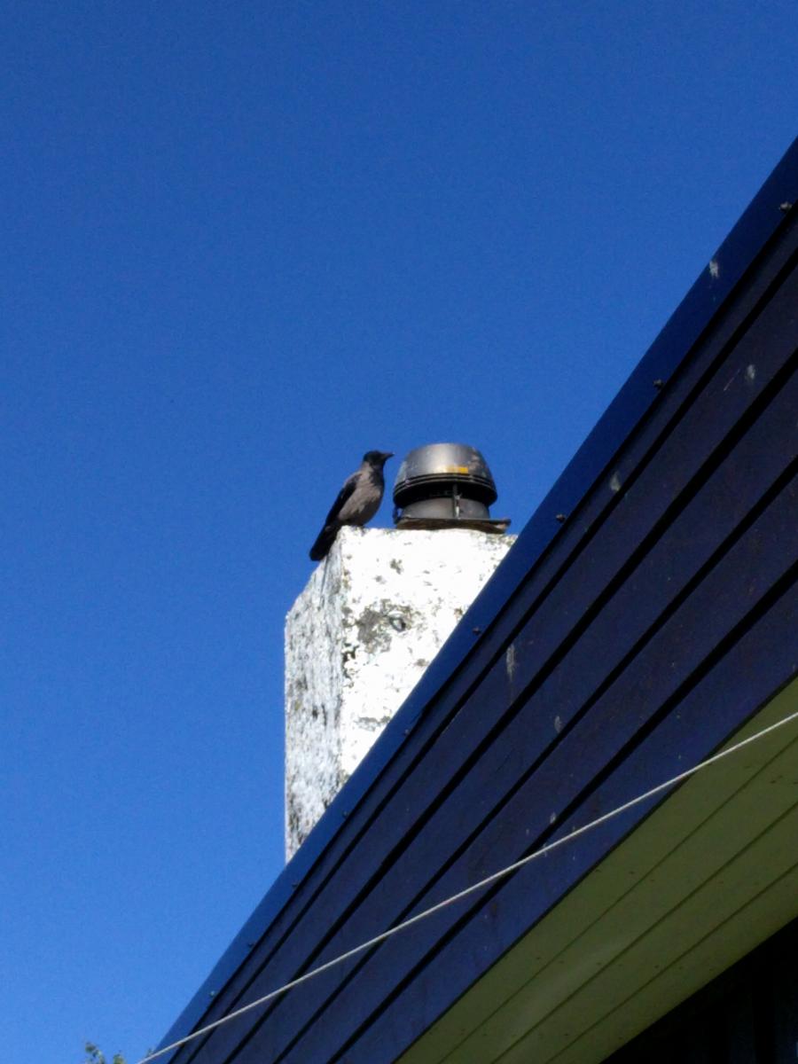 IMG_20160611_104504.jpg