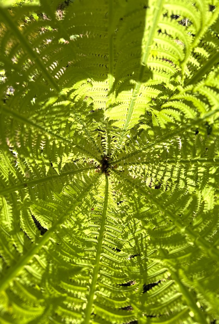 IMG_2442.jpeg