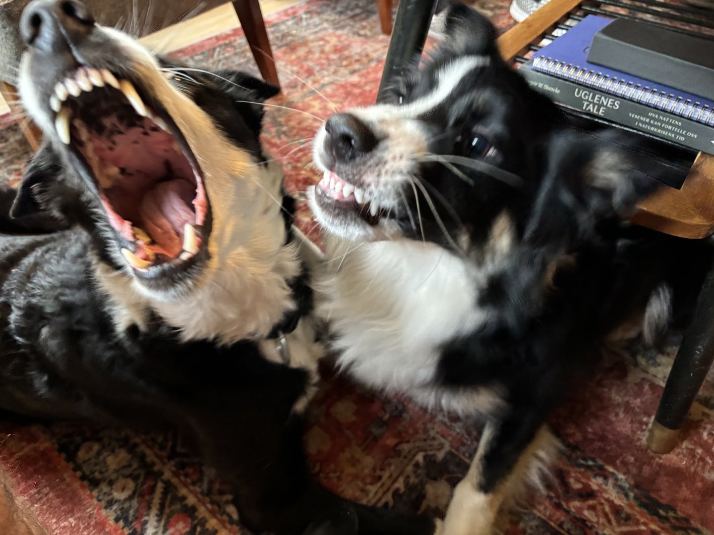 IMG_3219.jpeg