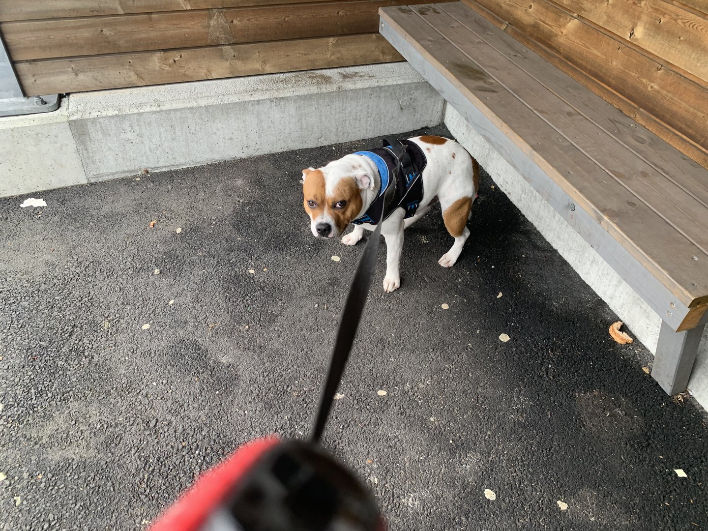 IMG_4792.jpeg